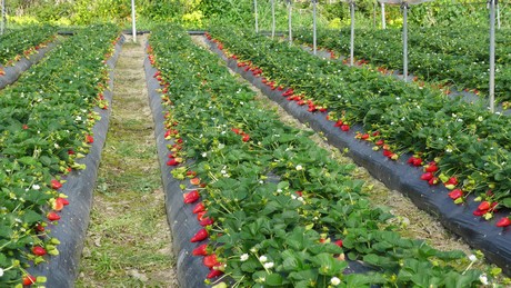 Sistema sustentable para el cultivo de la fresa