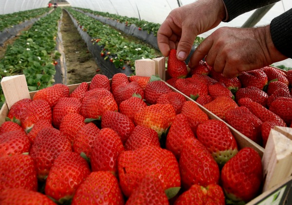 venta de plantas de fresas