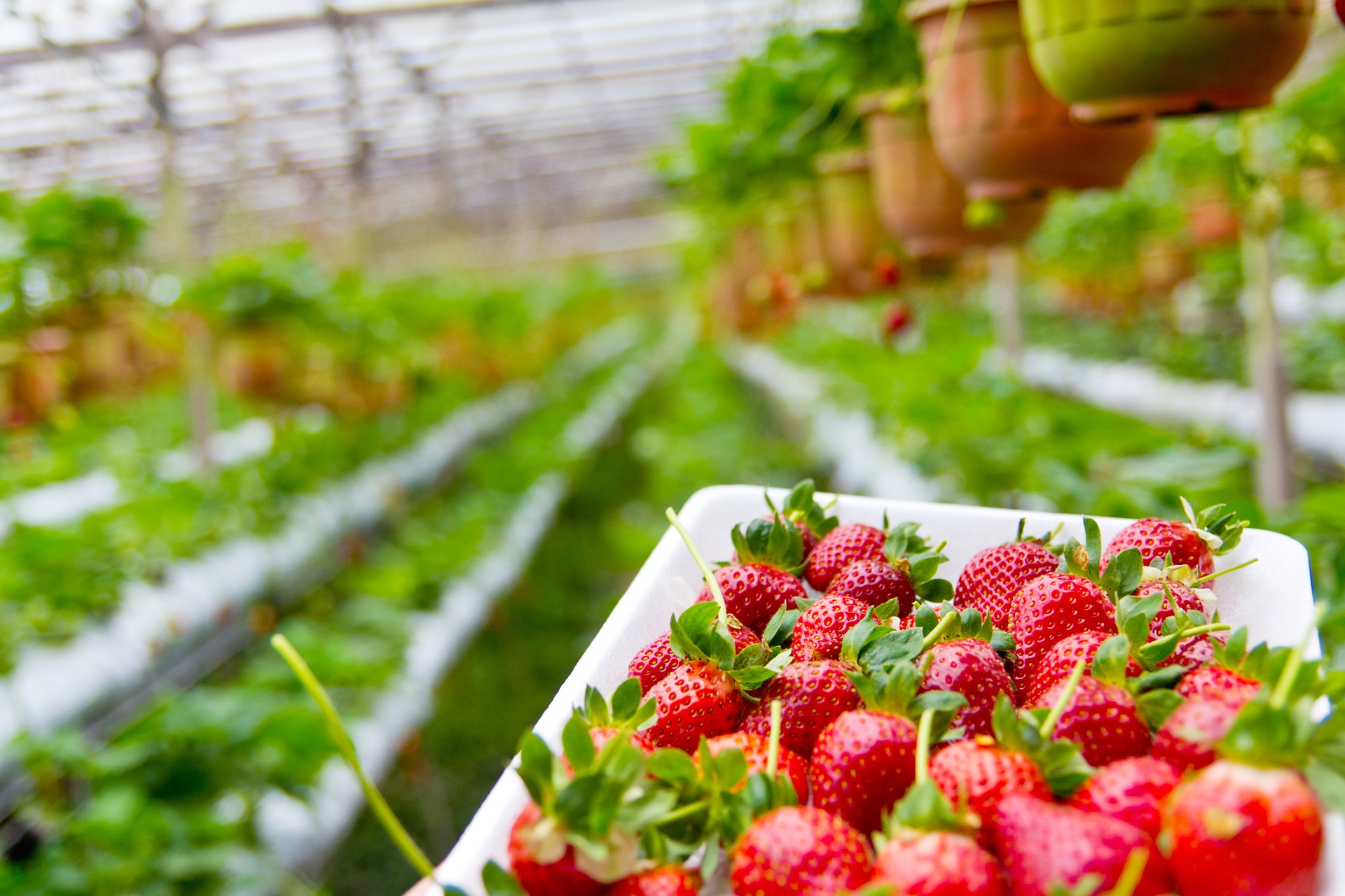 plantas de fresas