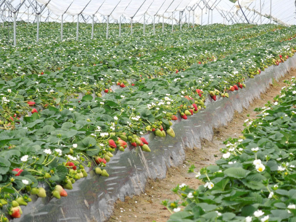 plantas de fresas