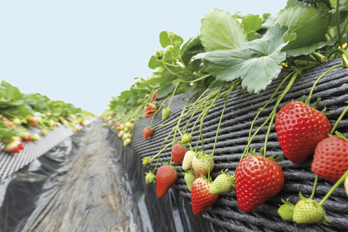 plantas de fresas