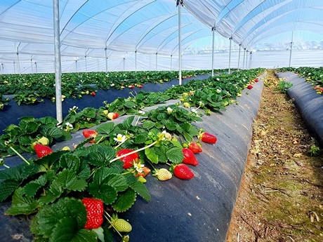 venta de plantas de fresas