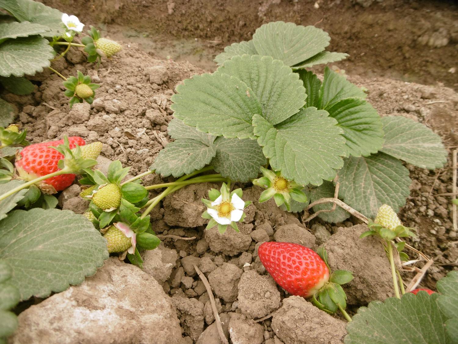 plantas de fresas