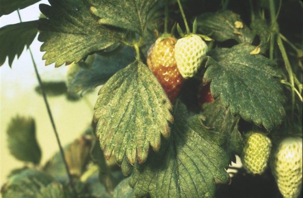 venta de plantas de fresas