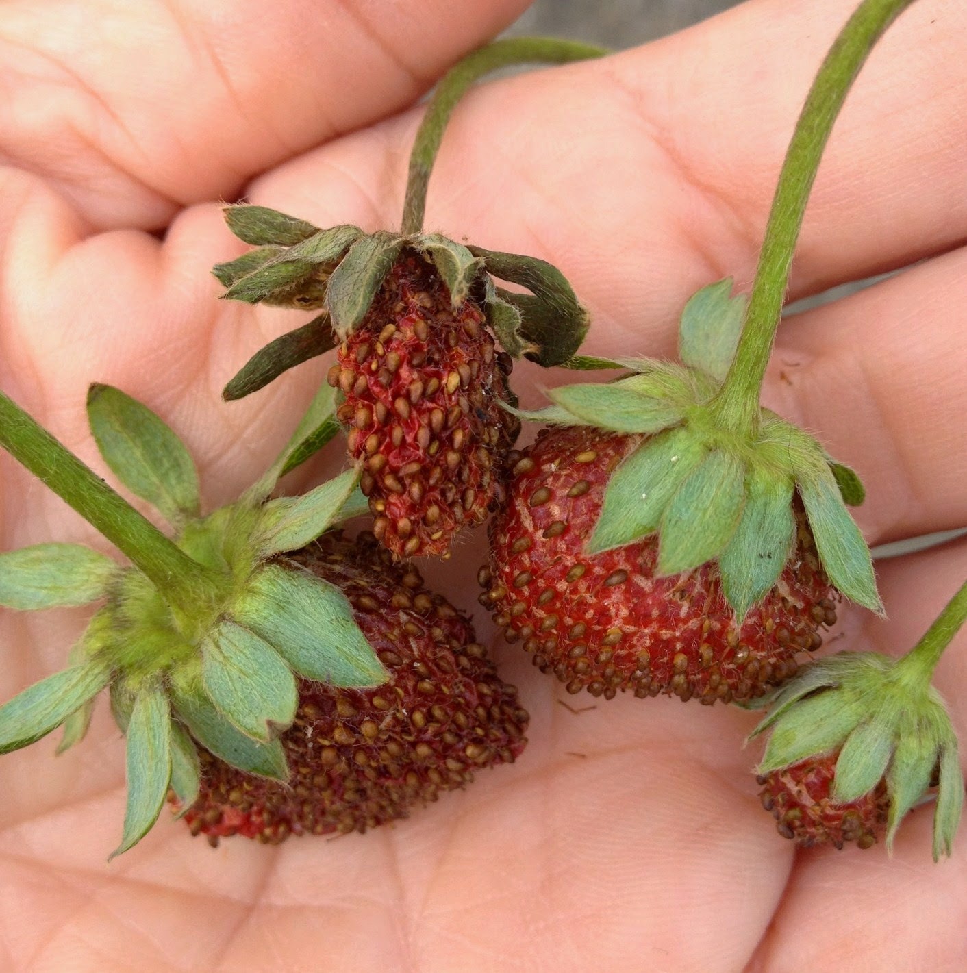 venta de plantas de fresas