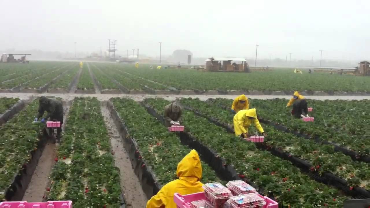 venta de plantas de fresas