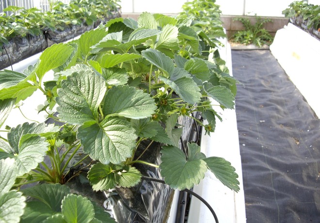 Venta de plantas de fresas