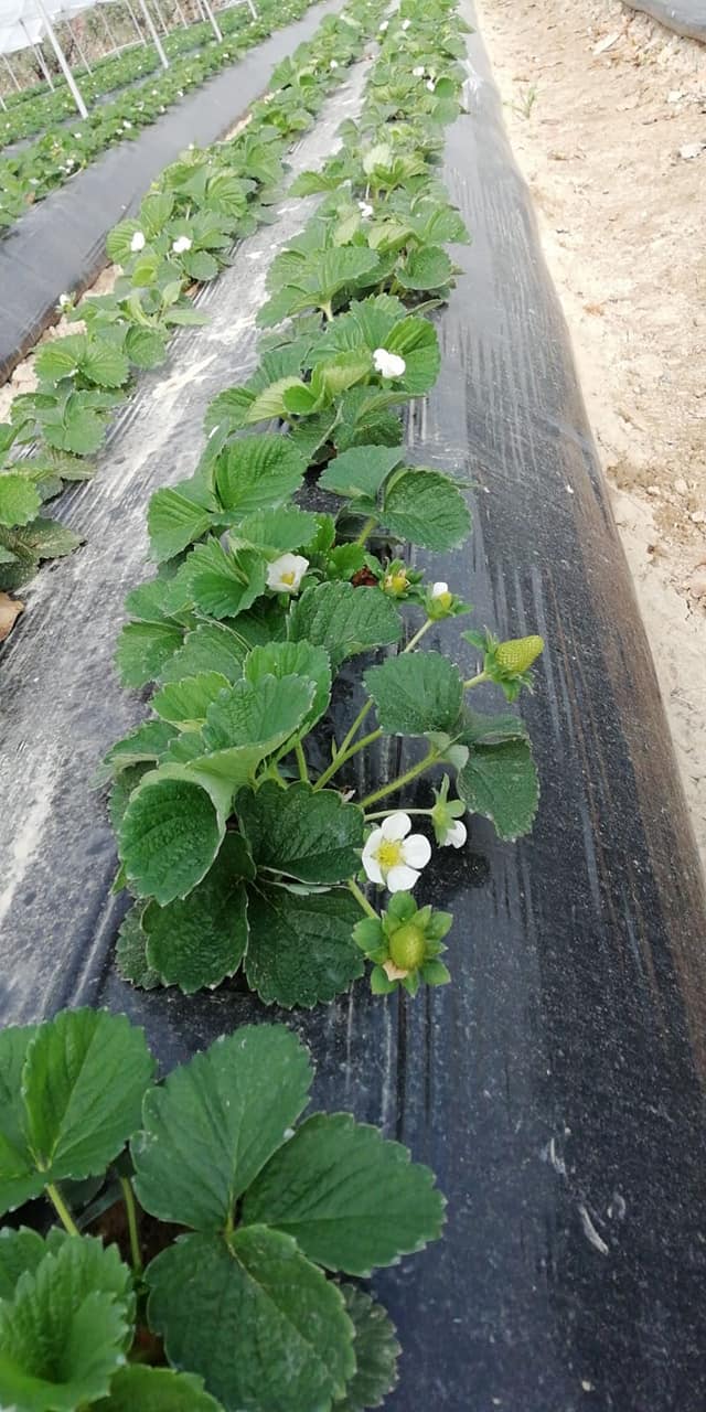 venta de plantas de fresa