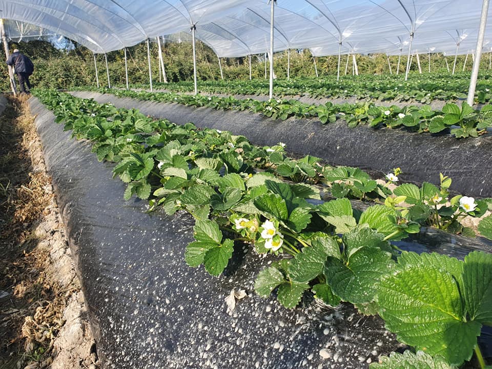 venta de plantas de fresa