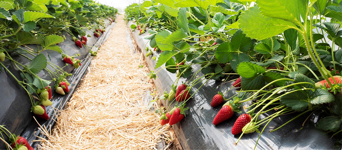 marisol-venta-plantas-de-fresa