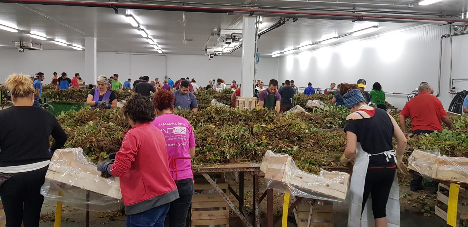 Compra de plantas de fresa