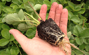 comprar plantas de fresas