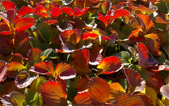 comprar plantas de fresas