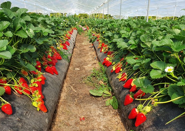 pianti di fragole