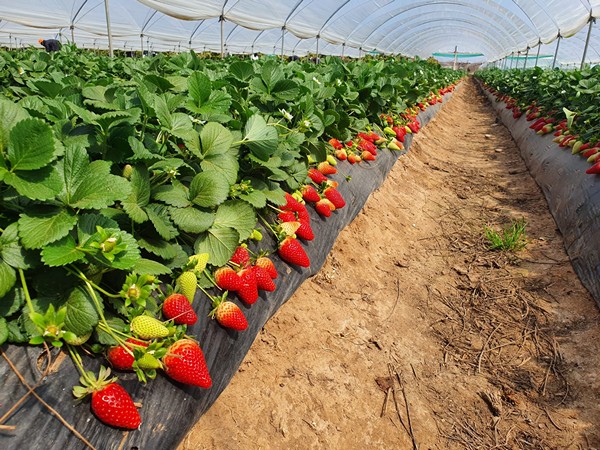 pianti di fragole