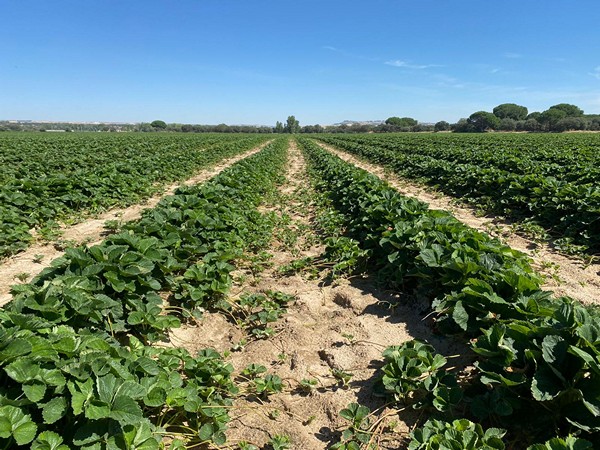 pianti di fragole