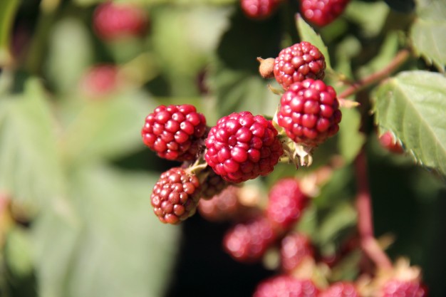 venta de plantas de frambuesa