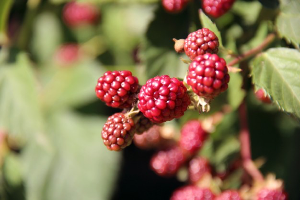 vente de plants de framboisiers