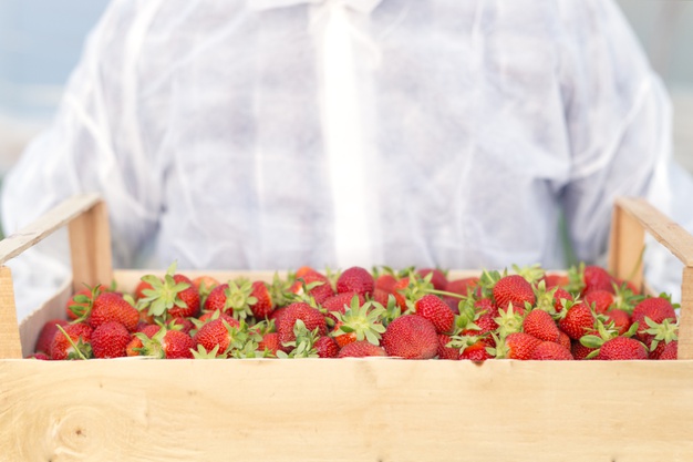 venta de plantas de fresa