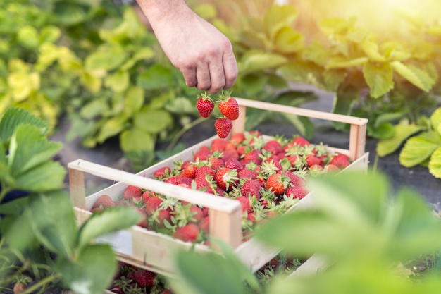 Venta de plantas de fresa